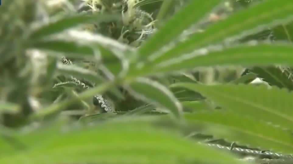 Nebraska left out of federal non-interference guarantee for medical cannabis program