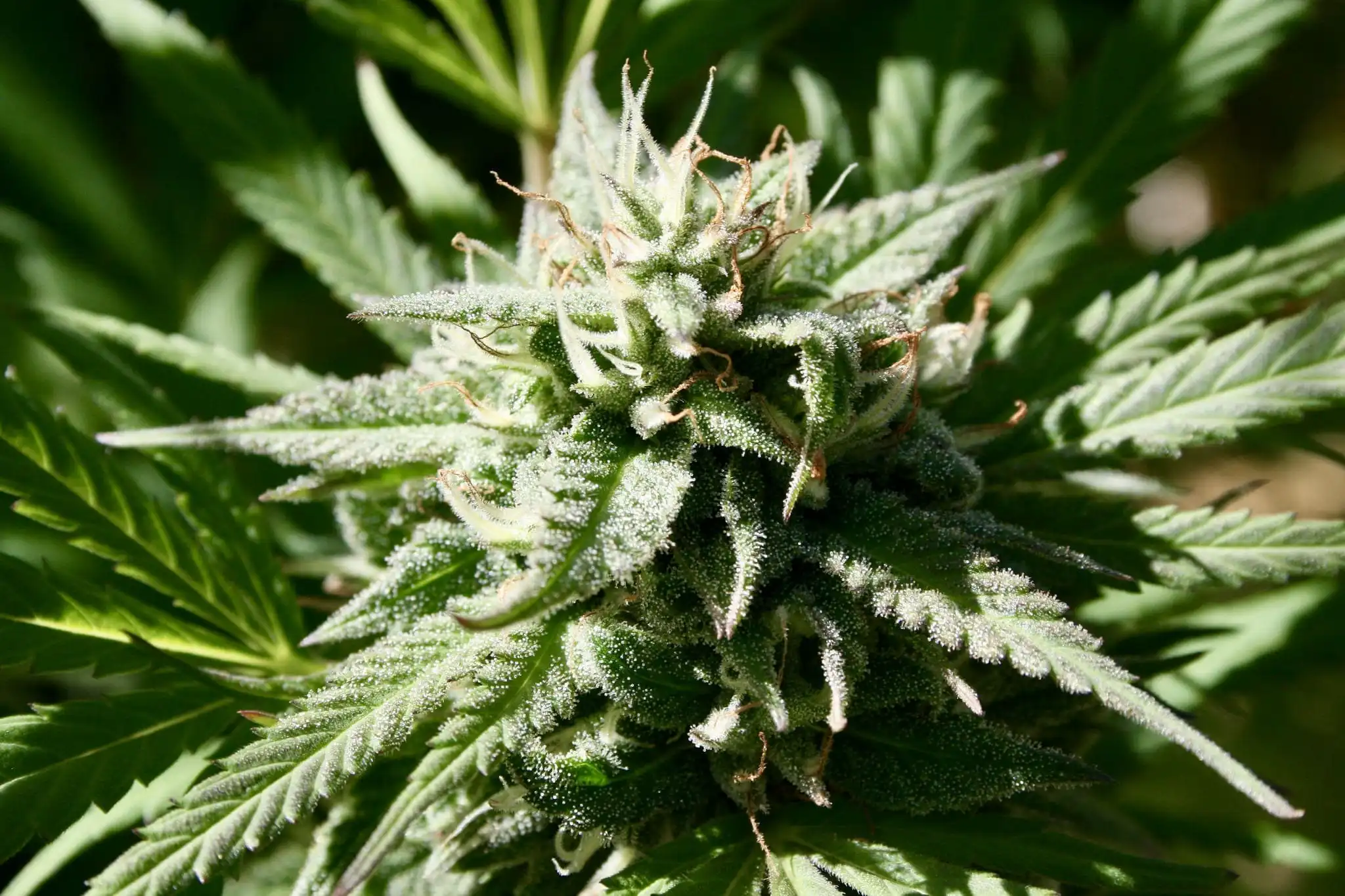 North Carolina Officials Weigh Marijuana And Hemp Policies As Federal Law Remains In Flux North Carolina Officials Weigh Marijuana And Hemp Policies As Federal Law Remains In Flux