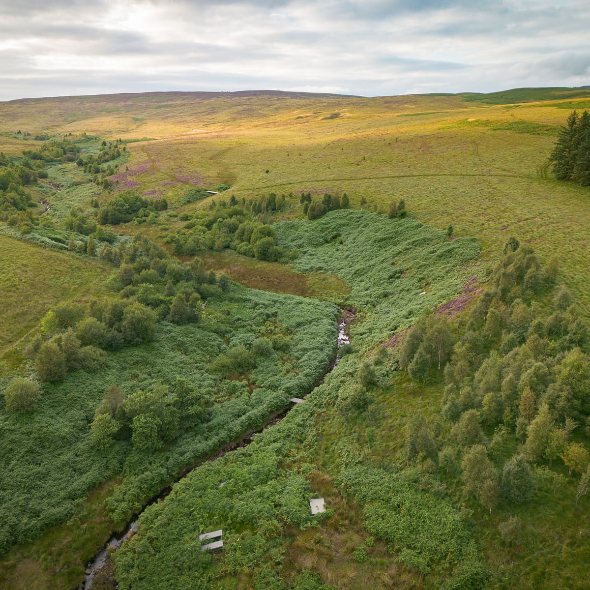 ‘Britain’s Yellowstone’: restoration project aims to take the greed out of land acquisition ‘Britain’s Yellowstone’: restoration project aims to take the greed out of land acquisition