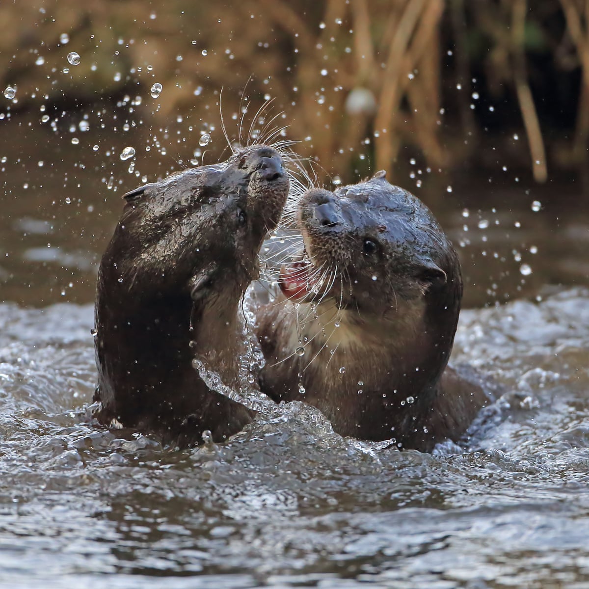 Country diary: The wild, riotous sounds of otters in battle Country diary: The wild, riotous sounds of otters in battle