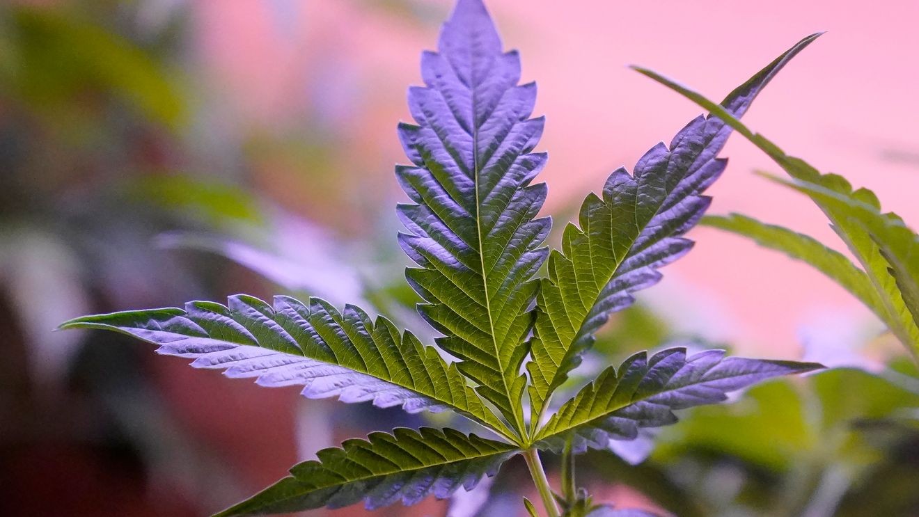 Ohio marijuana dispensary closes amid investigation into 2 serious health events Ohio marijuana dispensary closes amid investigation into 2 serious health events