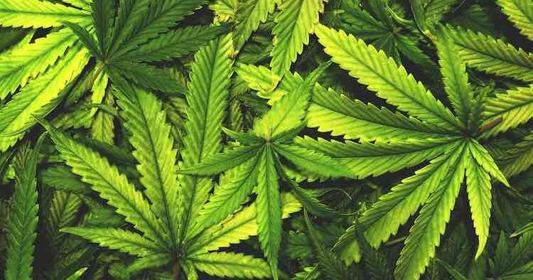 CBHD and the Winston‑Salem Crossroads: How a Hemp Coalition Is Forcing North Carolina to Rethink Cannabis Policy CBHD and the Winston‑Salem Crossroads: How a Hemp Coalition Is Forcing North Carolina to Rethink Cannabis Policy