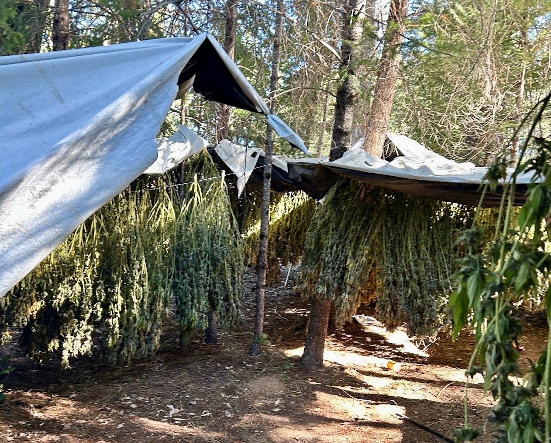 Mendocino County receives .5 mil to address illicit cannabis grows