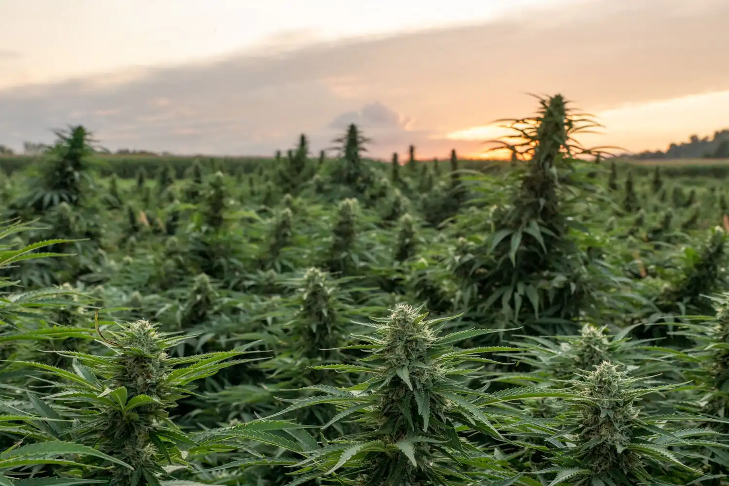 Congress Should Regulate THC Products, Businessman In Both The Marijuana And Hemp Industries Says (Op-Ed)
