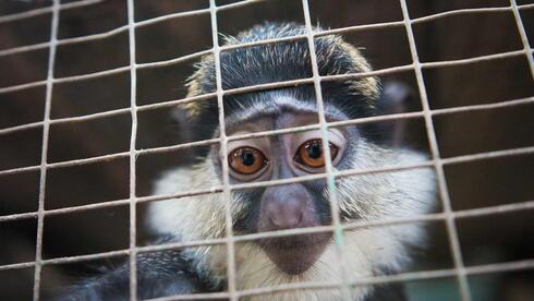 Illegal wildlife trade spreads across social media, threatening thousands of species
