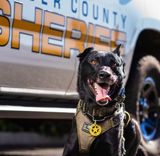 Tesla driver arrested after K9 sniffs a loaded gun