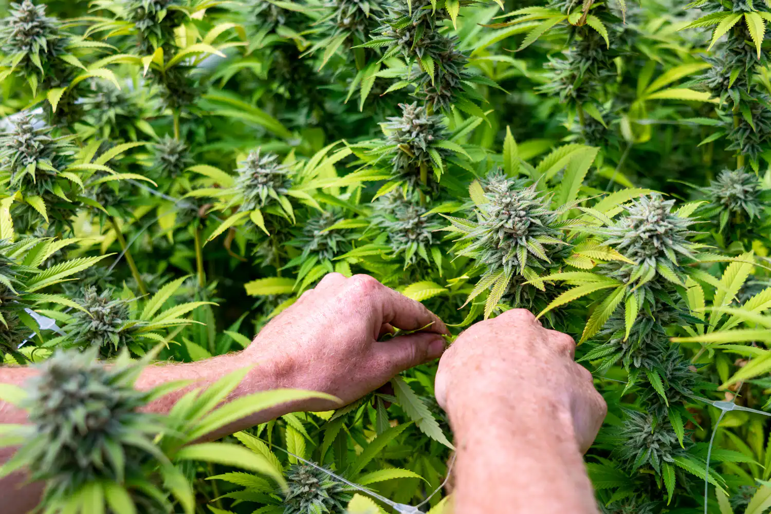 Marijuana Should Be Federally Legalized And Taxed, U.S. Senate Candidate Josh Turek Says