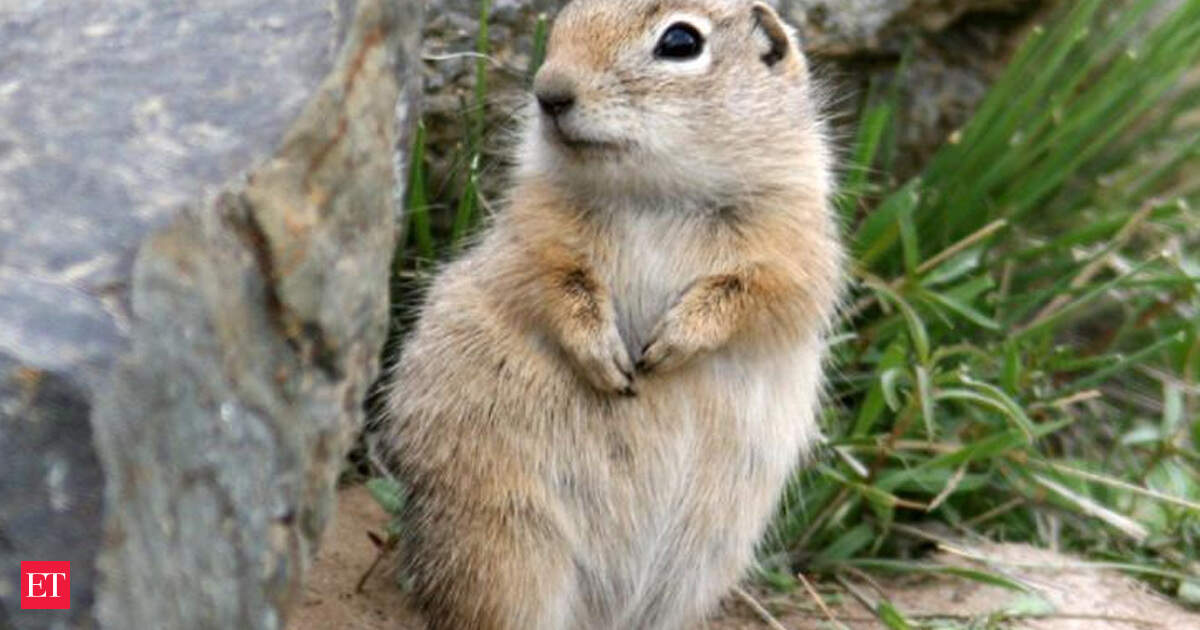 How an endangered Washington ground squirrel is determining when crews can dig at Oregon’s renewable energ How an endangered Washington ground squirrel is determining when crews can dig at Oregon’s renewable energ