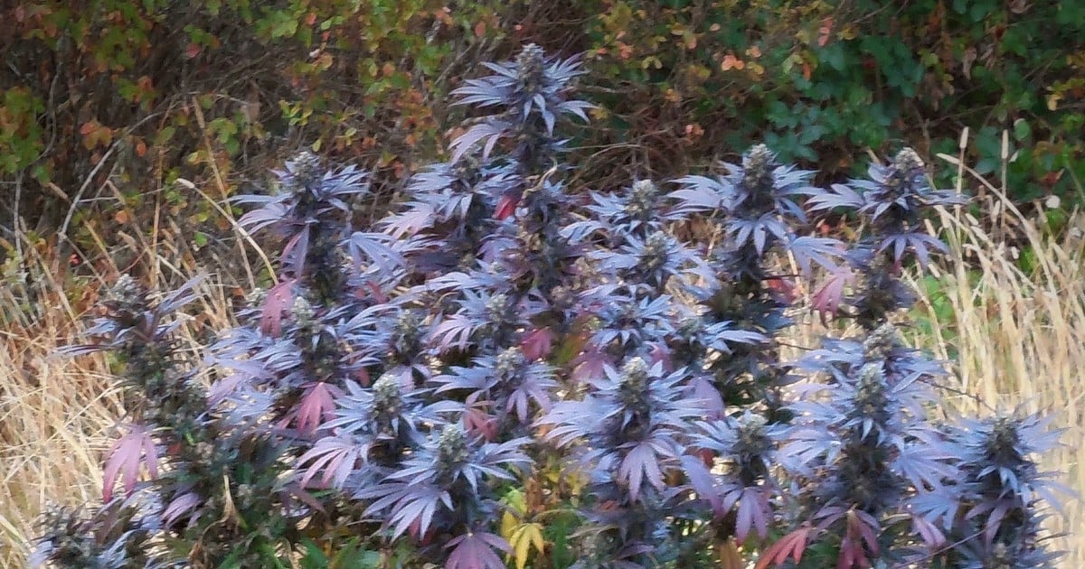 Guest Column: Weed Lingo And The Myth of ‘Cannabis’ Guest Column: Weed Lingo And The Myth of ‘Cannabis’