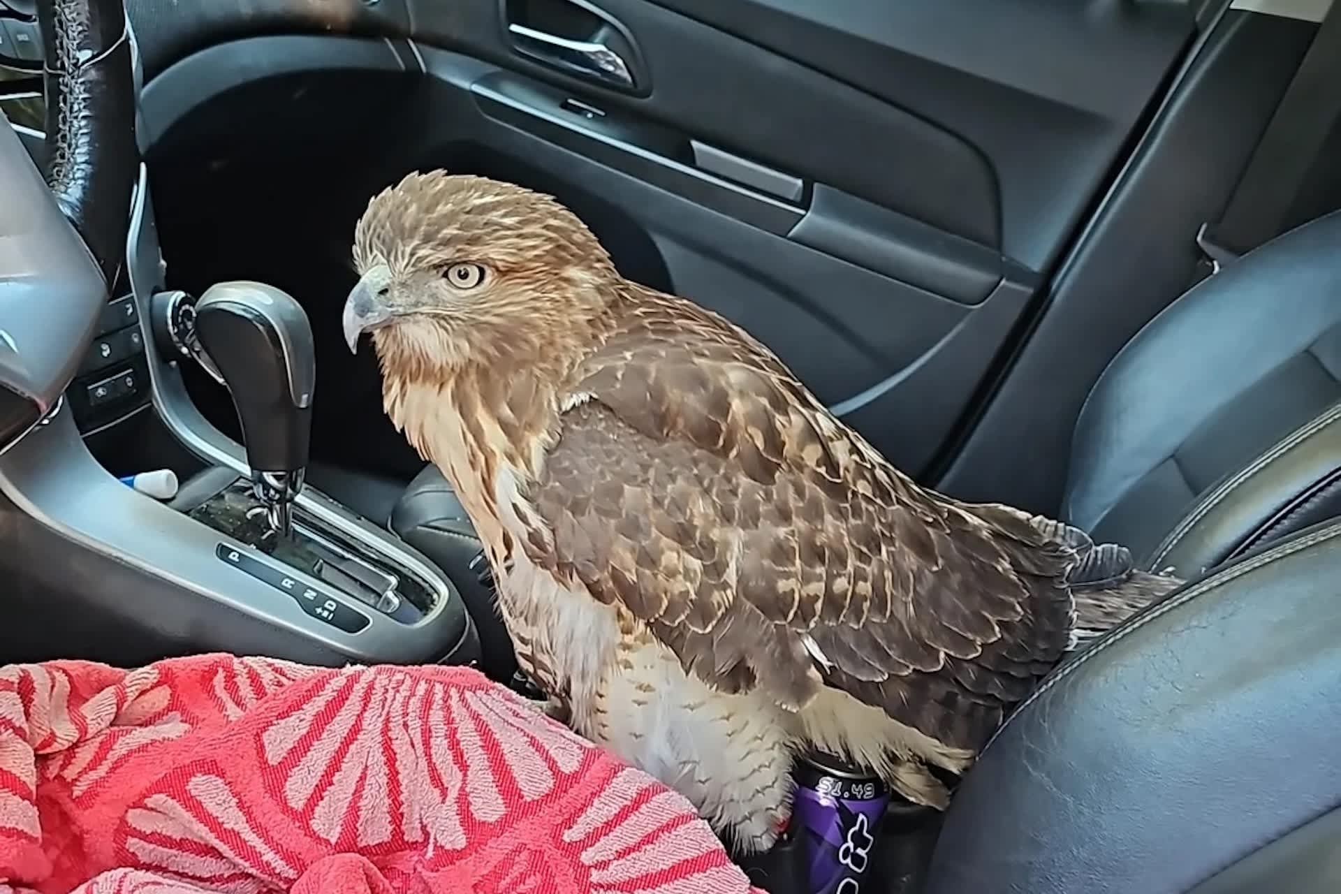 Driver stops to rescue injured hawk after witnessing it struggle to fly
