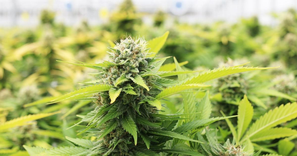 Cannabis sold in Ontario is recalled