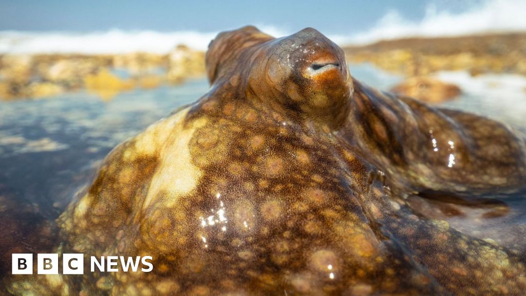 Blue Planet III: Moment Octopus escapes death