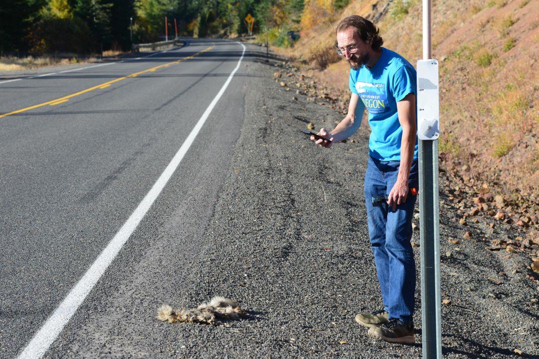 Environment group counts roadkill along Tollgate Highway in Eastern Oregon