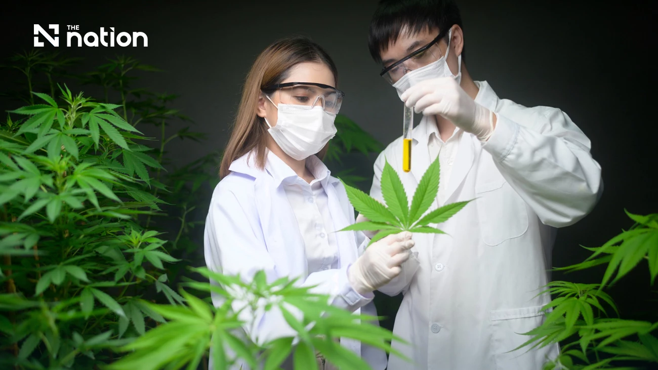 Thailand targets global cannabis, hemp and kratom market with higher standards
